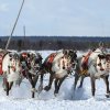 Гонки на оленьих упряжках