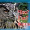 Старт интеллектуальной игры «Что? Где? Когда?»